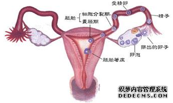 如何能够预防输卵管粘连的发生