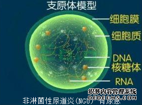 引发尿道炎的因素